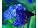 BETTA SPLENDENS MAL XL blue