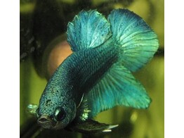 BETTA SPLENDENS MAL XL green