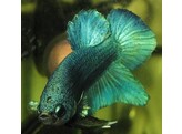 BETTA SPLENDENS MAL XL green