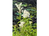 Filipendula ulmaria