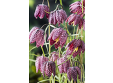 Fritillaria meleagris