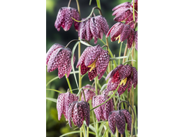 Fritillaria meleagris