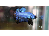 BETTA SPLENDENS PLAKAT MIX MALE XL