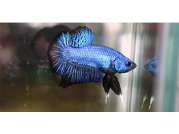 BETTA SPLENDENS PLAKAT MIX MALE XL