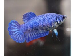 BETTA SPLENDENS PLAKAT MIX FEMALE XL