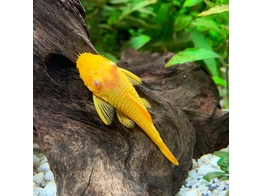 ANCISTRUS GOLD  albino  2 6-2 8