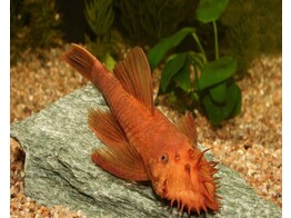 ANCISTRUS SP. SUPER RED 3