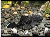 ANCISTRUS L 059  breeding form  3 5-4