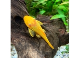 ANCISTRUS GOLD  albino  3