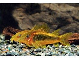 CORYDORAS AENEUS  GOLD STRIPE  2 5-3