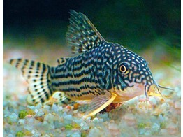 CORYDORAS STERBAI 3 5-4