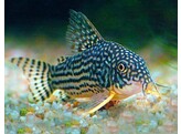 CORYDORAS STERBAI 3 5-4