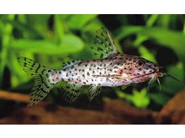 SYNODONTIS NIGRITA 3-4  breeding form 