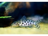 SYNODONTIS OCELIFER 4-5  breeding form 