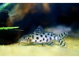 SYNODONTIS OCELIFER 4-5  breeding form 