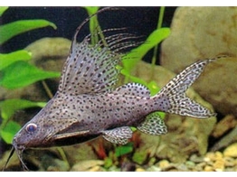 SYNODONTIS VELIFERA 4-5