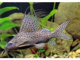 SYNODONTIS VELIFERA 5 5-6 5