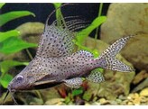 SYNODONTIS VELIFERA 5 5-6 5