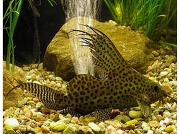 SYNODONTIS EUPTERUS 6-7