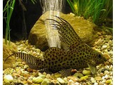 SYNODONTIS EUPTERUS 6-7