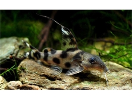 SYNODONTIS DECORUS 4-5  breeding form 