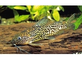 SYNODONTIS SCHOUTEDENI 3-4