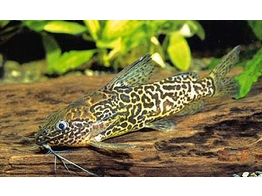 SYNODONTIS SCHOUTEDENI 3-4