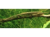 FARLOWELLA ACUS 6-7