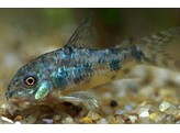 CORYDORAS PALEATUS 3 5-4