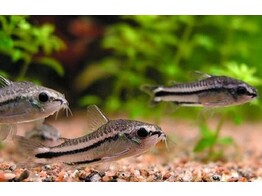 CORYDORAS PYGMAEUS 1-2