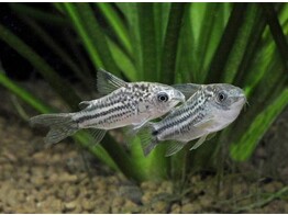 CORYDORAS NANUS 2 5-3