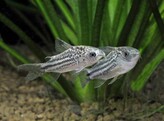 CORYDORAS NANUS 2 5-3