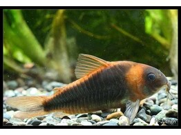 CORYDORAS EQUES 3-3 5