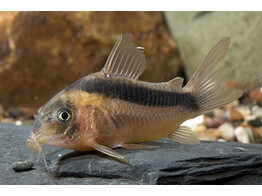 CORYDORAS RABAUTI 2 5-3