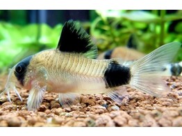 CORYDORAS PANDA 3-3 5