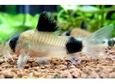 CORYDORAS PANDA 3-3 5