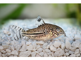 CORYDORAS TRILINEATUS 2 5-3