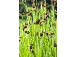 Juncus effusus