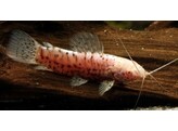 HOPLOSTERNUM/MEGALECHIS THORACATA albino 4-4 5