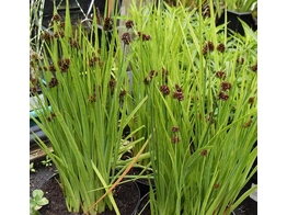 Juncus encifolius