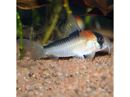 CORYDORAS ADOLFOI 2 5-3