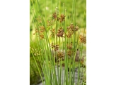 Juncus inflexus