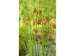 Juncus inflexus