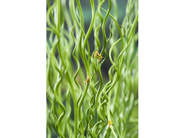 Juncus effusus  Spiralis 