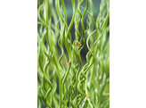 Juncus effusus  Spiralis 