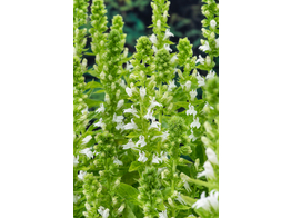 Lobelia syphilitica  Alba 