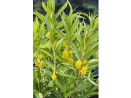 Lysimachia thyrsiflora