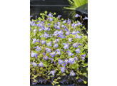 Mazus reptans Blauw