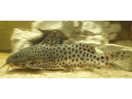 SYNODONTIS NJASSAE SILVER 3 5-4