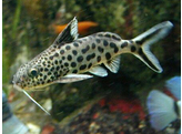 SYNODONTIS SP. MULTIPUNCTATUS SILVER 3-3 5